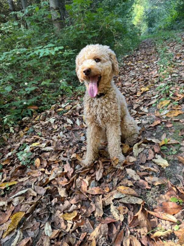 Cockapoo roux dans la forest