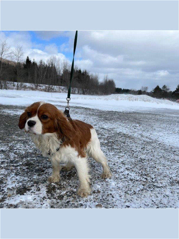 Cavalier King Charles dans la neige
