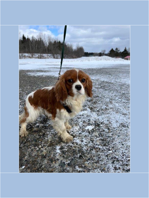 Cavalier King Charles dans la neige