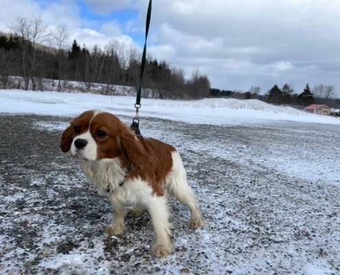 Cavalier King Charles dans la neige