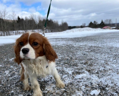 Cavalier King Charles dans la neige