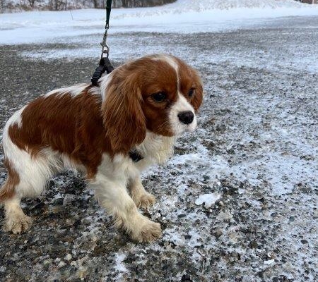 Cavalier King Charles dans la neige