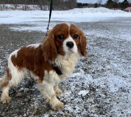 Cavalier King Charles dans la neige