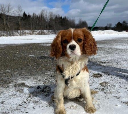 Cavalier King Charles dans la neige