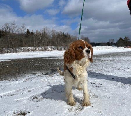 Cavalier King Charles dans la neige