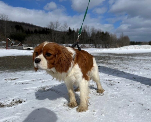 Cavalier King Charles dans la neige